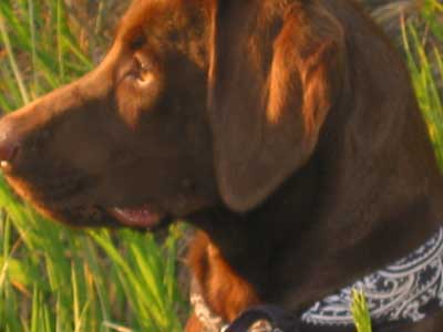 Fynn watching the sun set